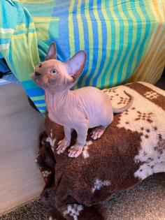 Canadian Sphynx Kitten,