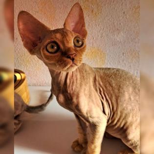 Devon Rex kitten suchen gute Zuhause