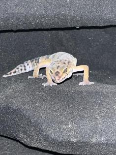 Leopardgecko inklusive Terrarium