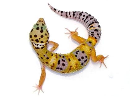 Wunderschöne Leopardgecko Morphe abzugeben