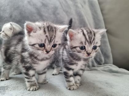 BKH Silver Tabby Kitten Reinrassig