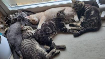 Verschmuste tabby Maincoon Kätzchen haben ihre koffer gepackt