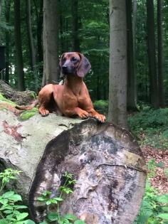 Bayerische Gebirgsschweißhunde Welpen