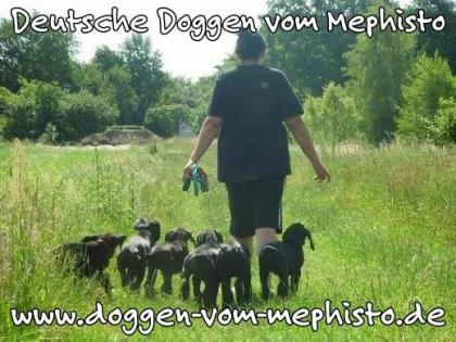 Seit 1979 - Deutsche Doggen vom Mephisto