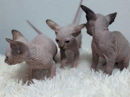 Kanadische Sphynx Katze