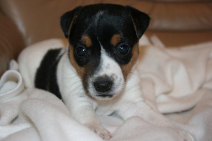 Parson Jack Russell Terrier Welpen zur Abgabe