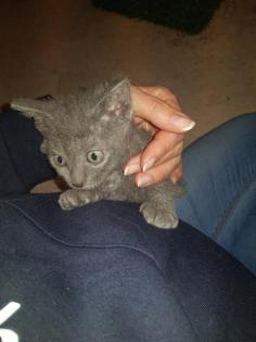 Katzen Babys