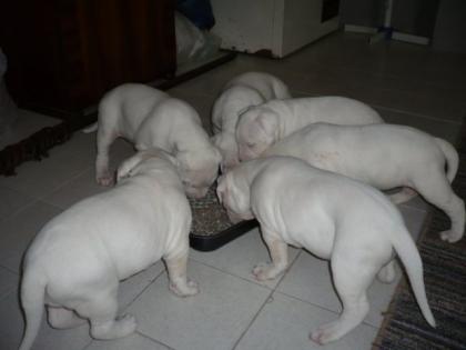 Dogo Argentino Welpen