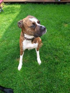 Boxer Deckrüde gesucht