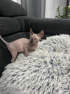 Sphynx Kitten/Katzen