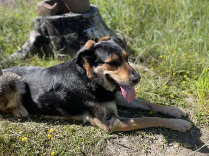 Herausforderung Liebesbedürftiger Schäferhund-Mischling abzugeben