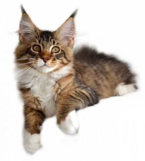 Traumhafte Maine Coon Kitten