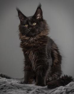 Maine Coon Kitten mit Stammbaum