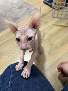 Sphynx Kitten Weiblich 12Wochen alt