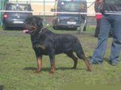 Reinrassige Rottweilerwelpen mit FCI Papieren