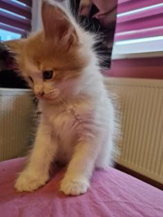 Reinrassige Maine Coon Kitten