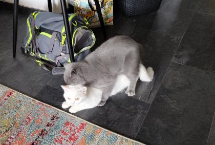 Reinrassiger DECKKATER Britisch Kurzhaar Blau / Grau