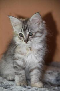 Norwegische Waldkatzen Kitten in black silver tabby. u. a.