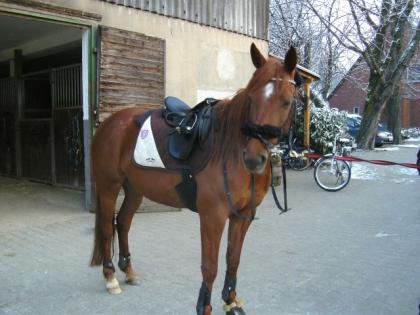 Biete Reitbeteiligung in Hilden