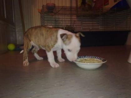 Bullterrier standard Amstaff Mix Welpe