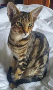Biete Deckkater / Kater / Katze zum Decken / Deckkatze / OKH / Abessinier