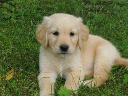 Golden-Retriever Welpen