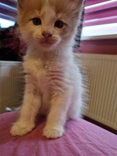 Reinrassige Maine Coon Kitten