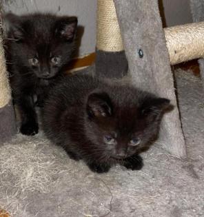 2 Katzenkinder schwarz