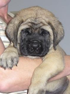 Mastiff Welpen