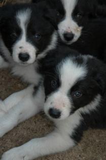 Reinrassige Border Collie Welpen