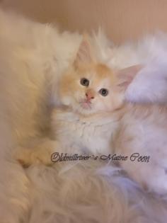 Wundervolle Maine Coon Kitten