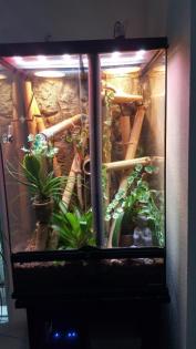 Exo Terra Terrarium 60x45x90 mit 2 Phelsuma Taggeckos komplett