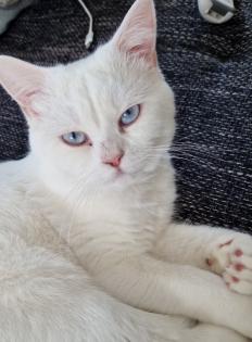 Reinrassiger weisser BKH deckkater mit blauen Augen sucht nette Katzendame