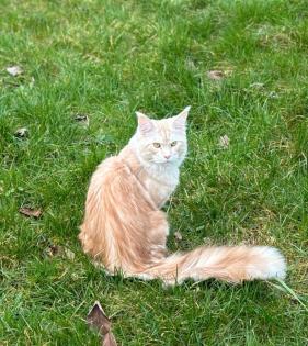 Ein Jahr alte Maine Coon Katze sucht ein liebevolles Zuhause