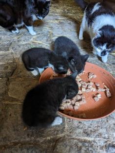 Kätzchen Kitten Hauskatze