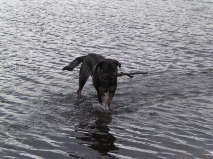 Altdeutscherschäferhund-Schweizersennenmix Hündin nur in liebevolle Hände ab