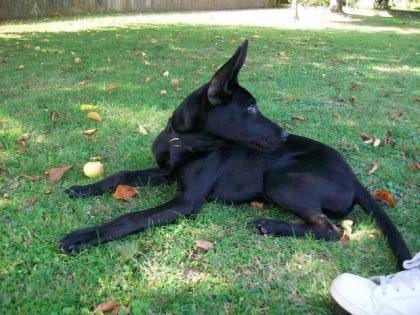 Verkaufe Schäferhund-Labrador-mischling