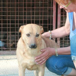 Roxy sucht ein Zuhause