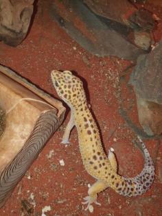 Leopardgeckos