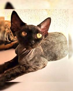 Devon Rex kitten suchen gute Zuhause