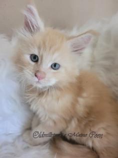 Wundervolle Maine Coon Kitten