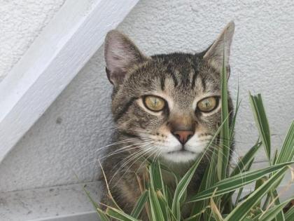 Liebevoller Kater Levi sucht ein neues Zuhause und Raum für seine Entfaltung