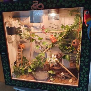 Terrarium mit Kornnattern