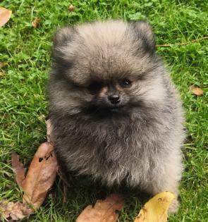 Pomeranian / Zwergspitz Welpen mit Stammbaum suchen ein neues Liebevolles zuhause