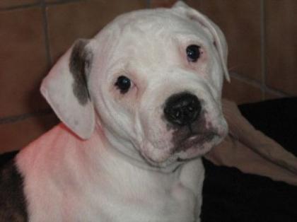 American Bulldog Welpen