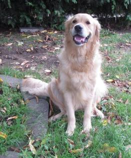 Golden Retriever Welpen