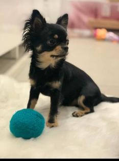 Stubenreiner Chihuahua Black Tan