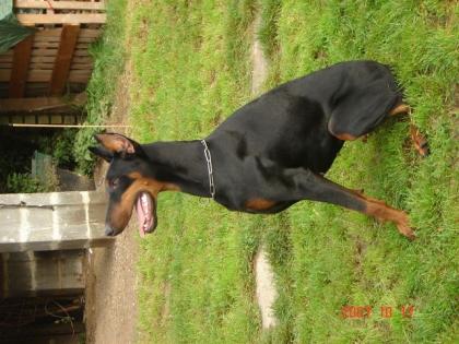 Dobermann Rüde/Hündin