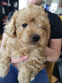 Maltipoo Welpen F1 Malteser/ Pudel