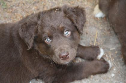 BORADOR Welpen Border Collie und Labrador Retriever Mix